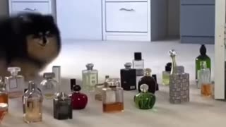 DOG jumping perfume