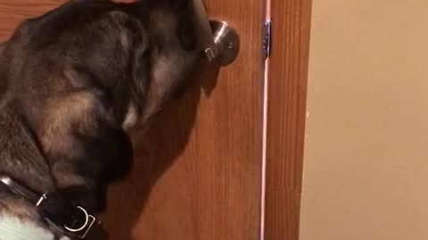 Nothing is off limits now that this dog learned to open doors!!!