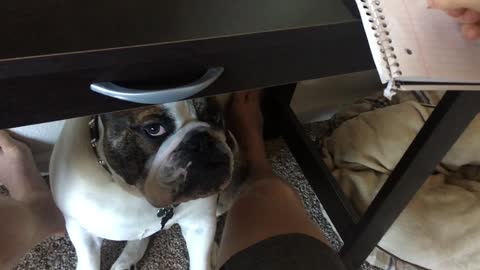 Bulldog begs for attention while owner tries to work
