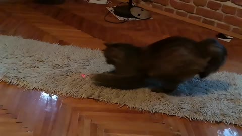 Cat chases laser dot in epic slow motion