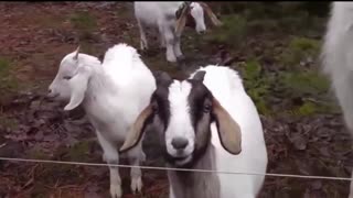 Animals getting shocked, Funny