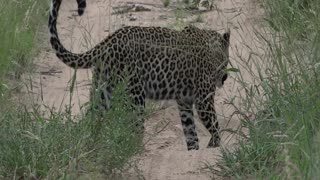 Mongoose's Close Call with Waiting Leopard