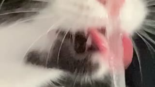 Cat Makes a Funny Face at the Faucet