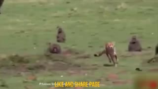 Wild animal attack Cheeta vs impala