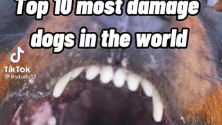 Top and most dangerous Dogs in the world