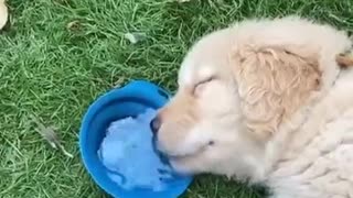 Drowsy Dog Keeping Its Fluids Up