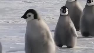 Watch the penguin walking on the ice_1080p