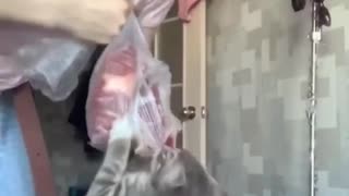 Determined Kitty Clings to Food Bag
