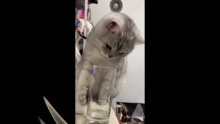 FUNNY CATS COMPILATION 2021 !!!