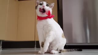 Cute funny cat video watch and Subscribe
