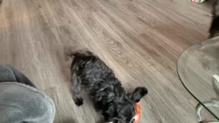 Cute tiny dogs fight over new toy