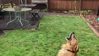 slo-mo of dog almost catching his ball