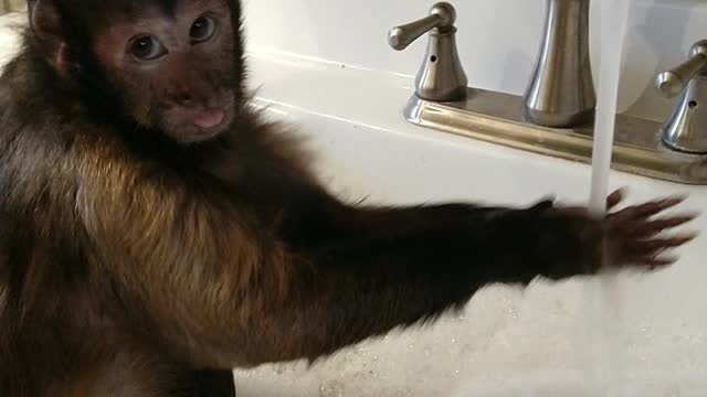 Baby Capuchin Monkey Bath / Capuchin Monkeys For Sale - They have been vet checked and will come with a medical record.
