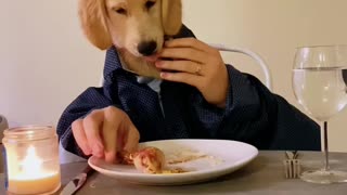 Golden retriever makes herself a home cooked meal
