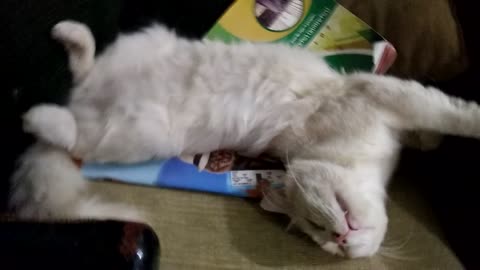 Awesome kitten sleeping on awkward position