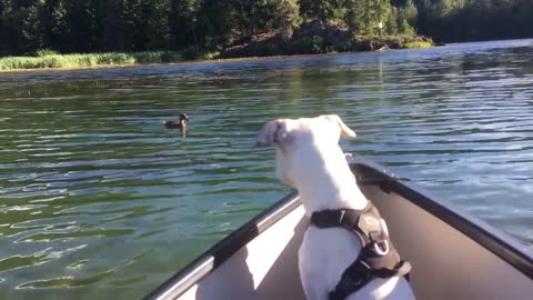 Puppies first time in a canoe on the lake seeing his first duck too cute