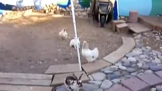The chicken Police are here