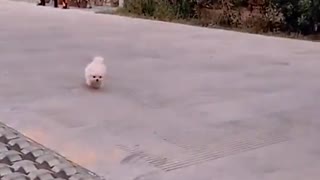 Cute puppy dog video 2021