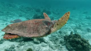 turtle swimming video