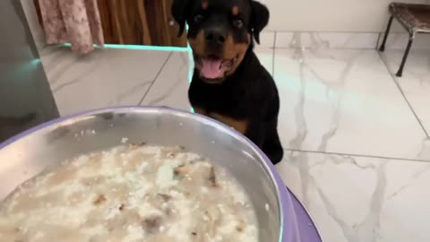 Nutritious Home-made food for your dogs