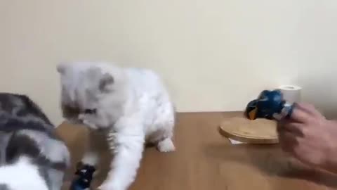 Cat is boxing