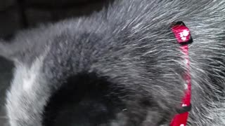 Luna gets a treat
