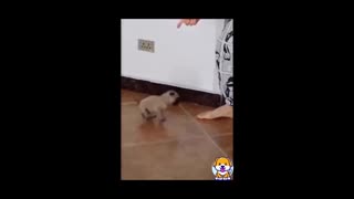 puppy dancing cute and funny