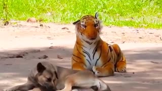 Reacciones de perros con un tigre