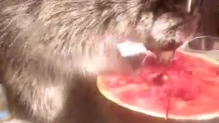 how raccoon reacted with half water milon