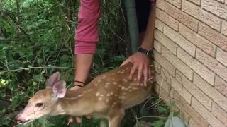 Trapped Fawn Rescued from Tight Fence