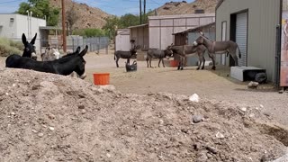 Herd of Cute Donkeys Fight watch whole thing