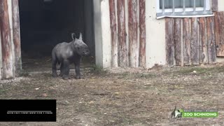 Moment Cute Baby Rhino Takes First Steps Outside