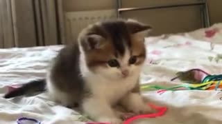 Cute kitten rumble