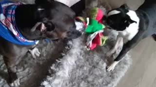 Another Boston Terrier Tug of War