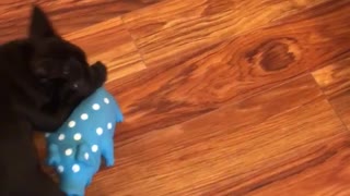 Black french bulldog dog playing with blue toy hardwood floors