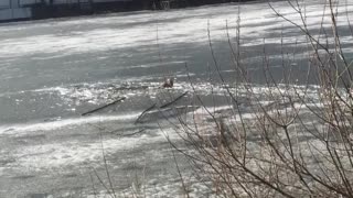Rescuing a Dog from Cold Russian Water