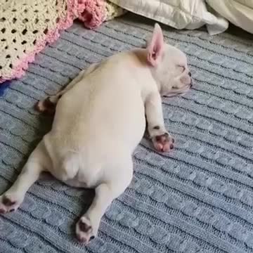 how much does a french bulldog puppy sleep