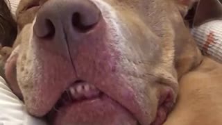 Dog snores like a human