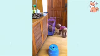 Cute puppy 🥰 smart puppy