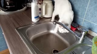Cat playing with water from tap
