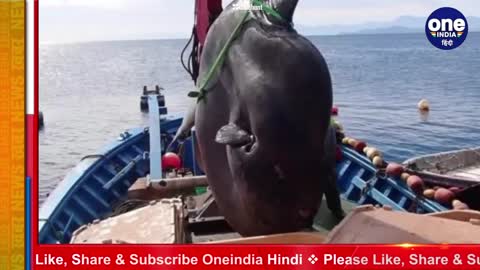 2000 kg sunfish