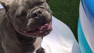 French Bulldog loses his mind over brand new pool