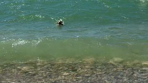 Dog goes fishing with owner, ends up catching his own fish