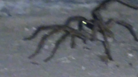 Spider in the basement