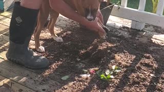 Boxer Cleans Up
