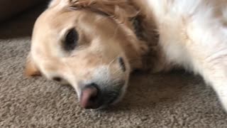 Golden retriever doesn’t want to go for a walk
