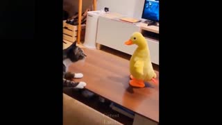 funny animals videos in real life