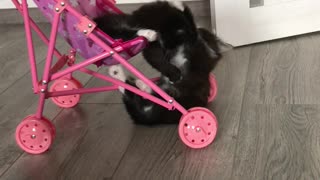 Whimsical Kittens Playing on a Stroller