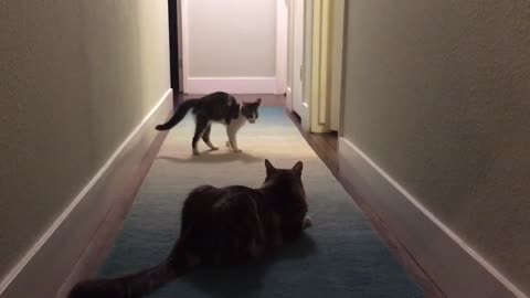 Kitten tries to intimidate big cat, hilariously fails