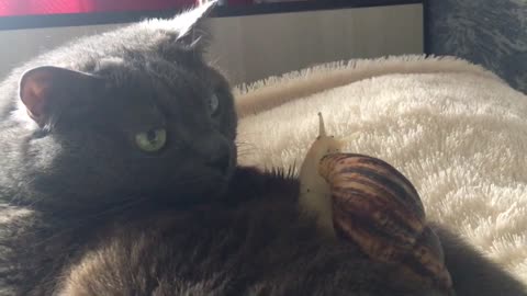 Patient Cat Lets Snail Friend Crawl All Over Her